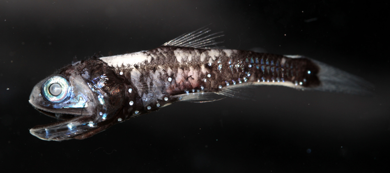 Lanternfish have both bioluminescent organs and an increased number of rhodopsin genes.